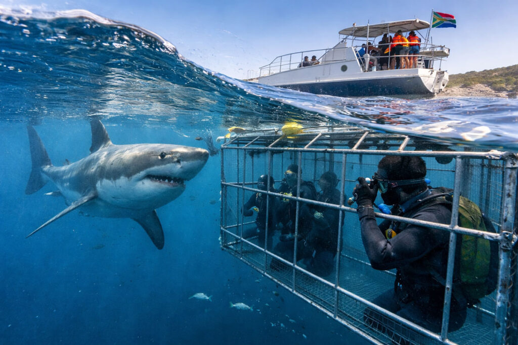 Cage the Fear: Shark Diving in False Bay Is the Cape Town Adventure You Haven’t Done Yet